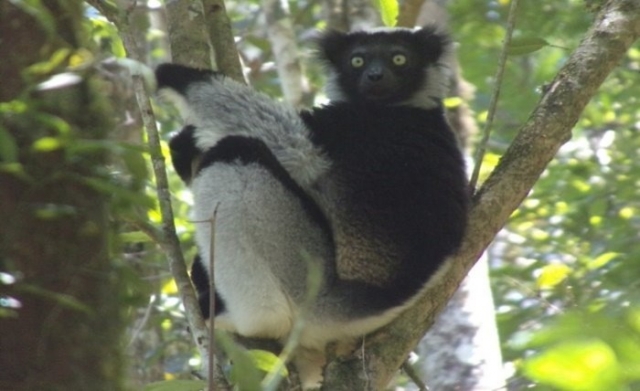 National lemur day: lemurs, a national treasure, a global pride