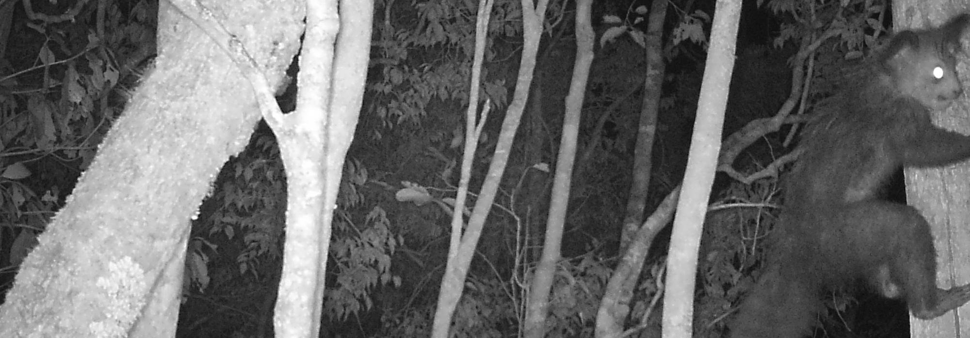 Aye-aye captured by Camera traps in the new Magabe protected area